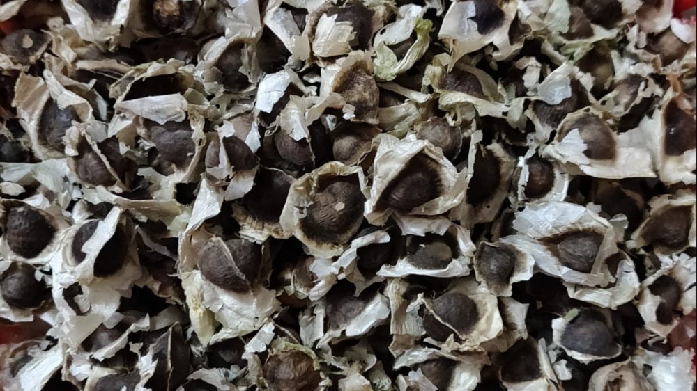 Moringa / Drumstick Tree Seeds for Home Garden | Fast Growing Vegetable Tree | Premium Quality Seeds