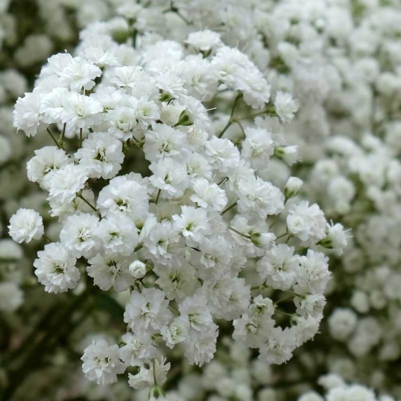 Gypsophila Flower Seeds for Home Garden & Terrace | Delicate White Blooming Plants | Easy to Gro
