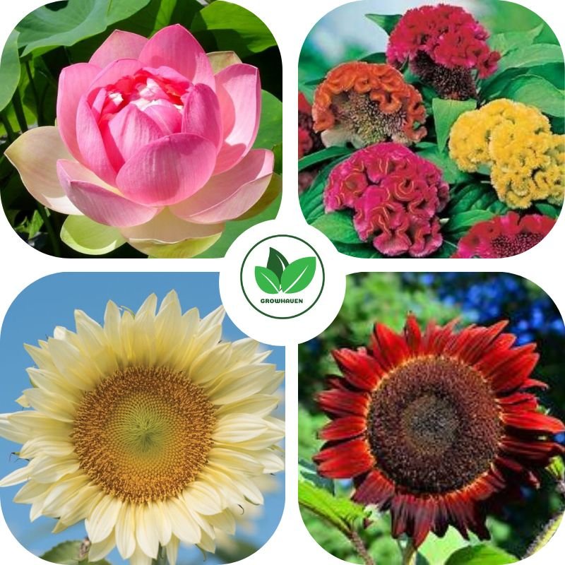 Combo of 4 Summer Special Flower Plant Seeds | Best for Home Garden & Terrace