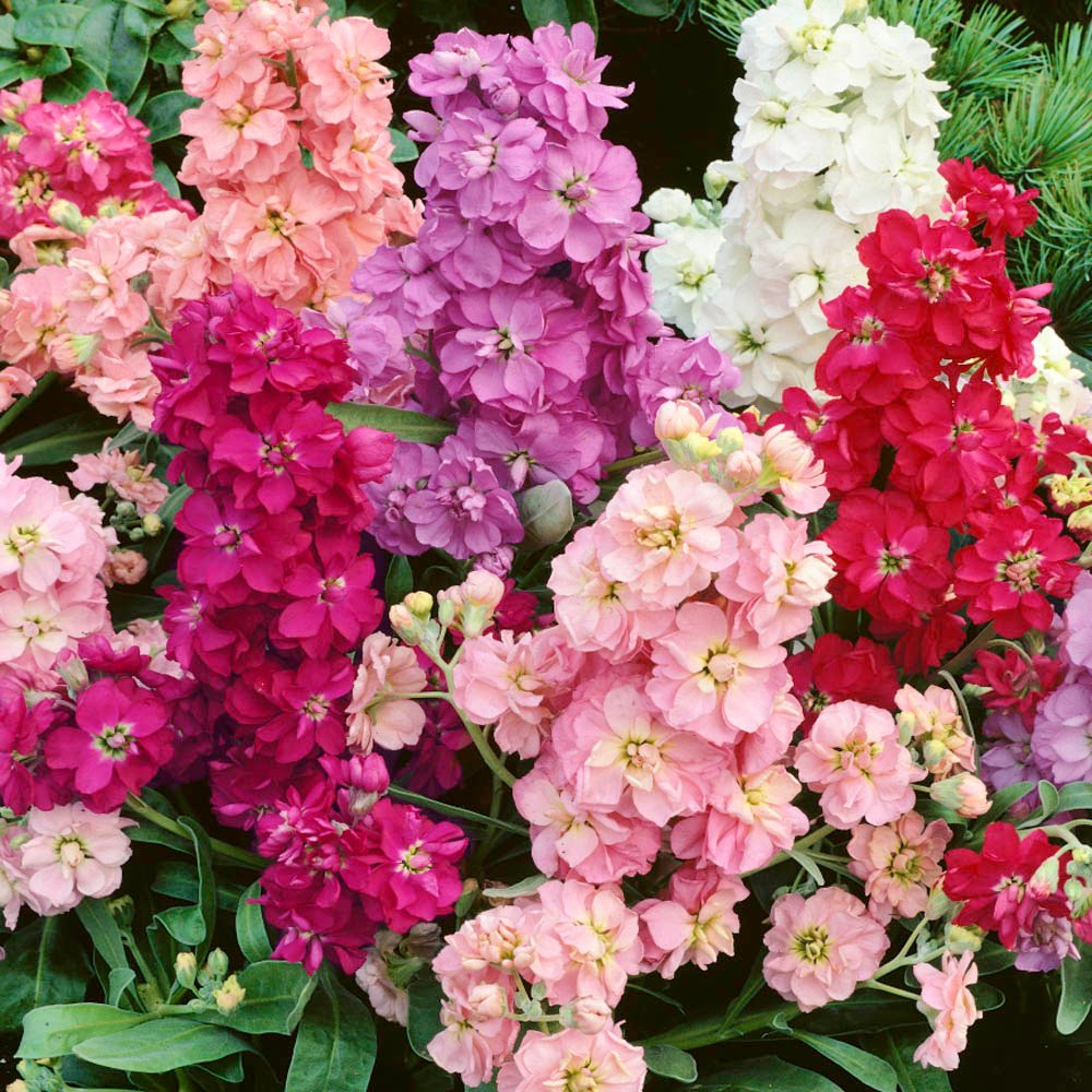 Stock Mixed Flower Seeds for Home Garden & Terrace | Multicolor Fragrant Winter Blooming Plants 