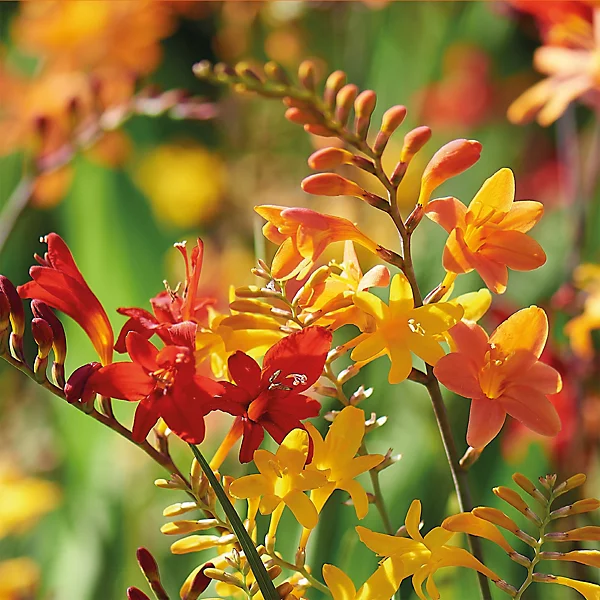 Crocosmia Multicolor Flower Bulbs | Vibrant Summer Blooms | Home Garden & Terrace Planting