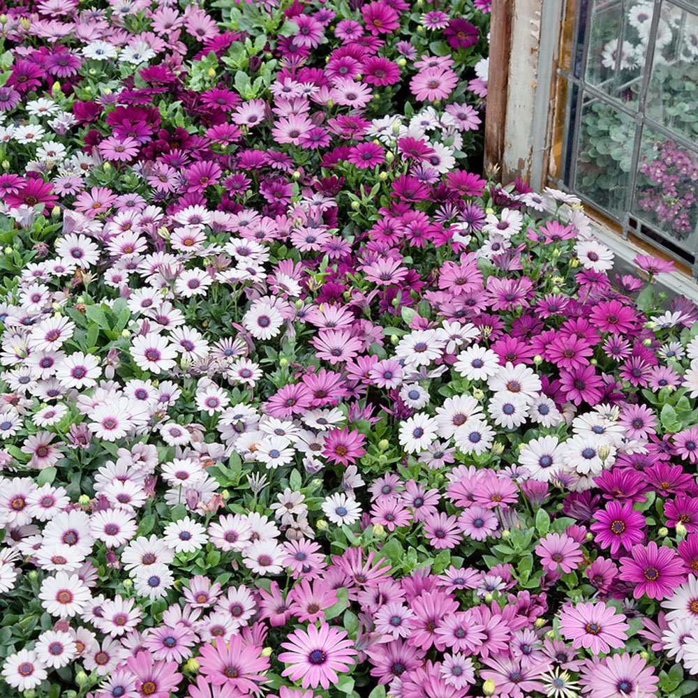 Osteospermum Mixed Color Flower Seeds for Home Garden & Terrace | Multicolor Daisy Blooming Plan