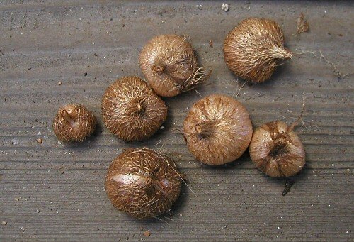 White Tritonia Flower Bulbs | Winter–Spring Bloom | Home Garden & Terrace Planting