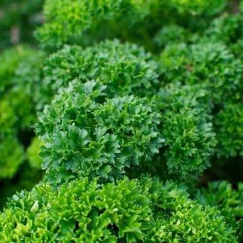 Parsely Seeds | Winter Herb Seeds For Home Garden & Terrace