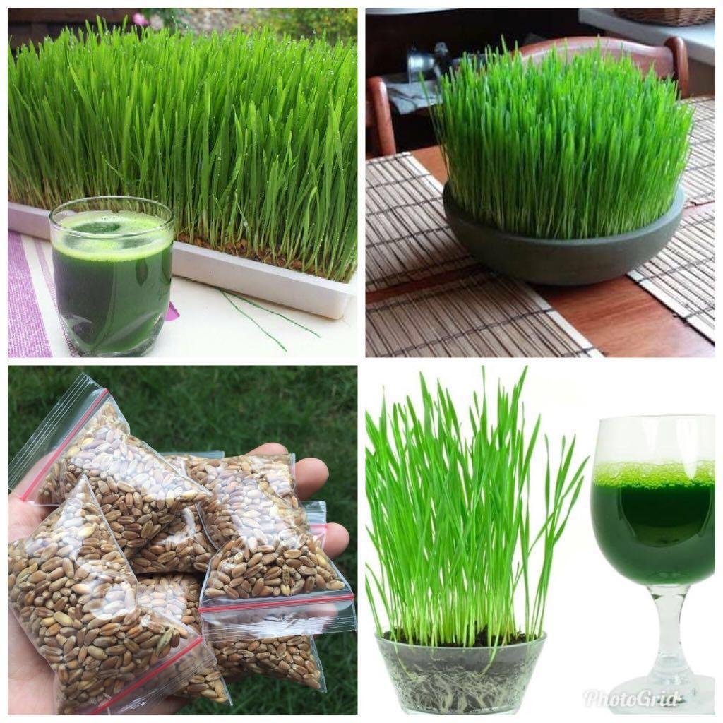 Wheat Grass Seeds | Organic Health & Garden Seeds | Ideal For Home Gardening, Juicing & Pets