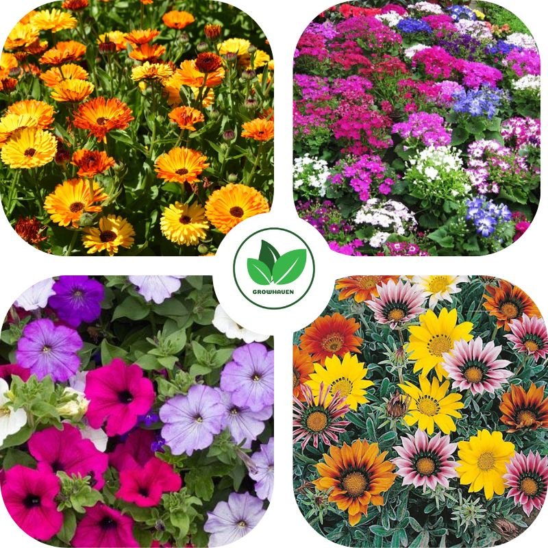 Winter Flower Seeds Combo Pack of 4 | Best For Home Garden & Terrace