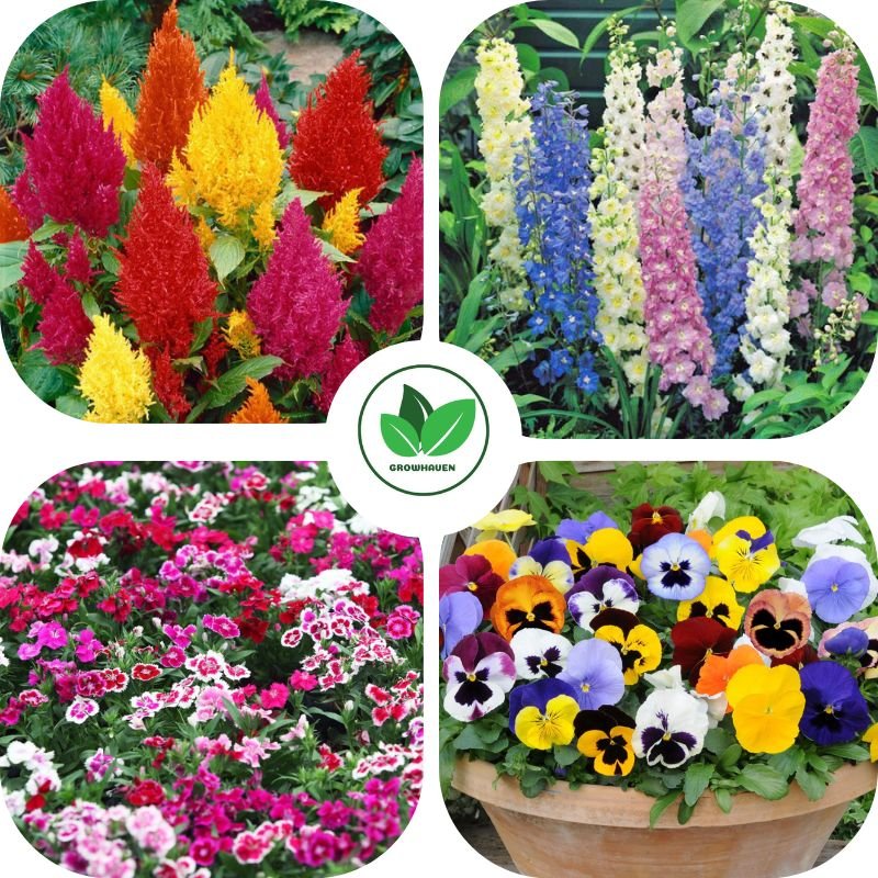 Combo Pack of 4 Winter Flower Planting Seeds | Best For Home Garden & Terrace