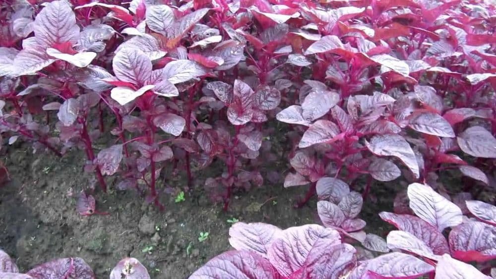 Lal Chaulai / Red Amaranthus Vegetable Seeds for Home Garden & Terrace | Nutritious Red Leafy Gr