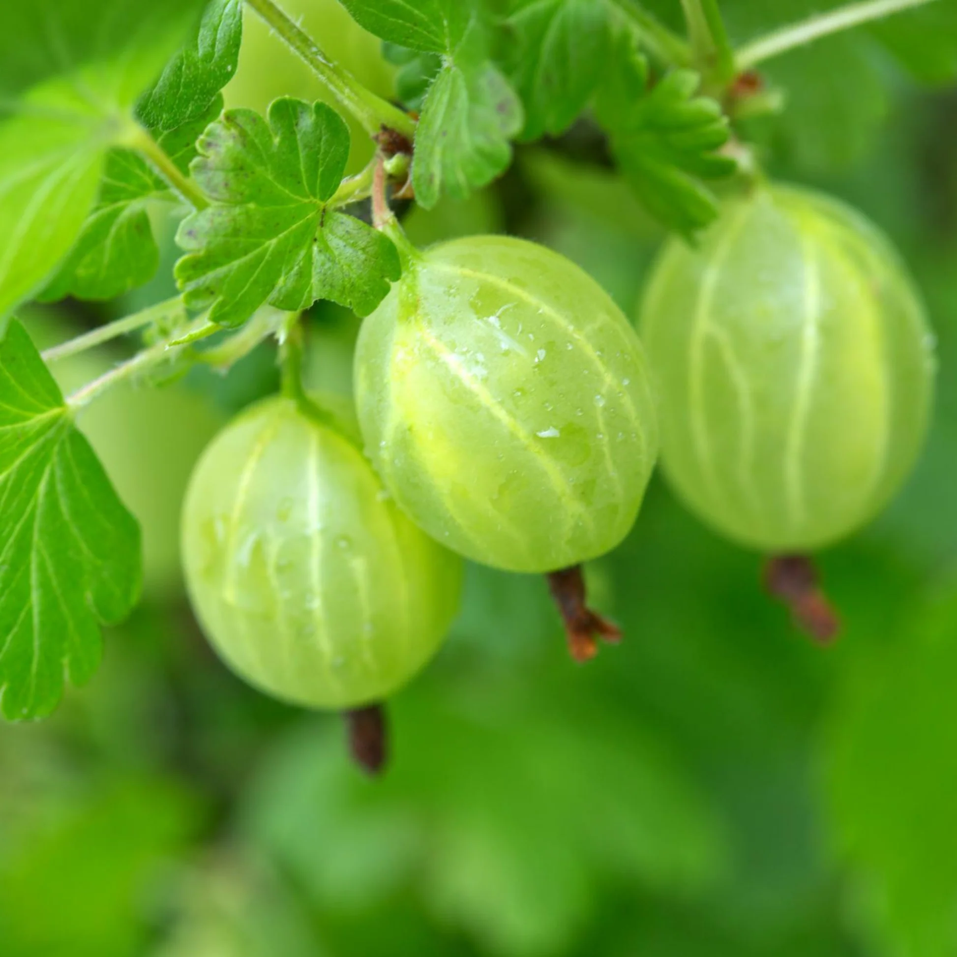 Amla / Indian Gooseberry Fruit Seeds for Pot & Home Gardening
