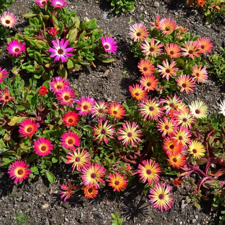 Mesembryanthemum Mixed Flower Seeds for Home Garden & Terrace | Multicolor Daisy Type Blooming P