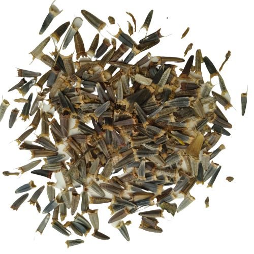 Tithonia Orange Flower Seeds (Mexican Sunflower) for Home Garden