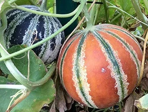 MuskMelon Seeds | Summer Fruits Seeds For Home Garden & Terrace