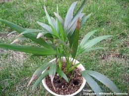 Areca Palm Seeds | Indoor & Outdoor Air Purifying Plant Seeds | Best For Home Garden & Pots