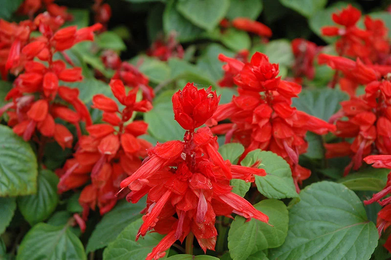 Salvia Splendens Saint John’s Fire Flower Seeds | Winter Flower Seeds | Best For Home Garden 