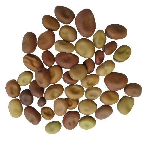 Bakla Bean Vegetable Seeds for Home Garden & Terrace | Fresh Broad Bean Plants | Easy to Grow Ki