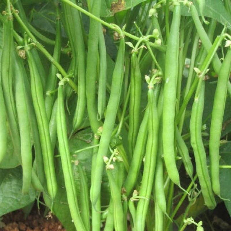 French Bean Vegetable Seeds for Home Garden & Terrace | Fresh Green Bean Plants | Easy to Grow K