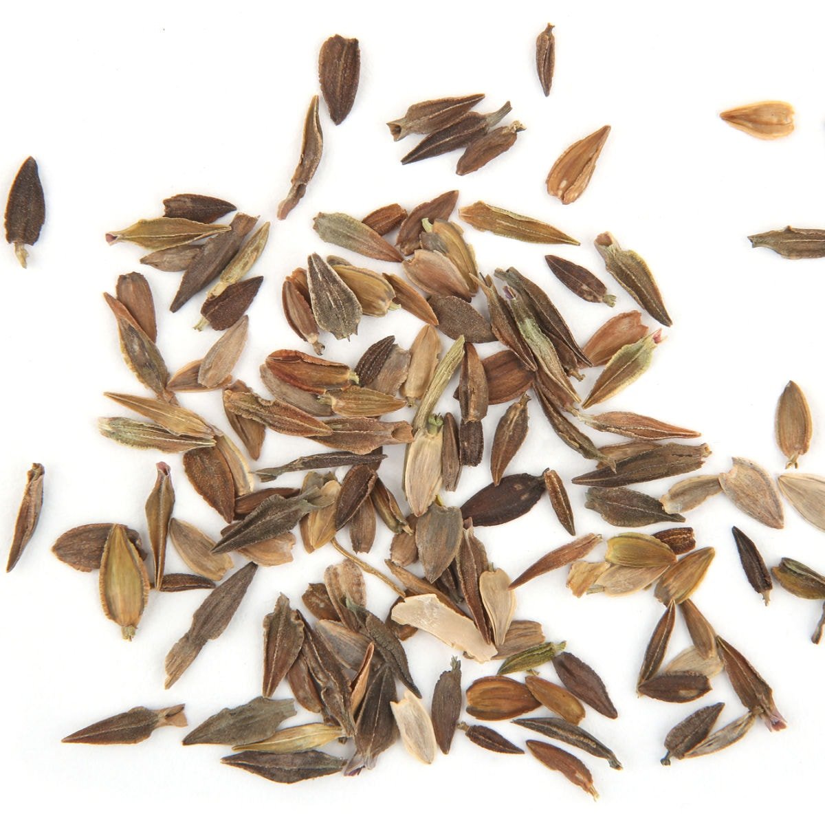 Zinnia Purple Flower Seeds for Home Garden