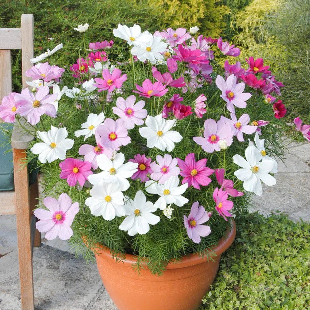 Cosmos Flower Seeds for Home Garden & Terrace | Colorful Seasonal Blooming Plants | Easy to Grow