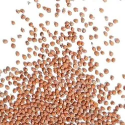 Mulberry Fruit Seeds (Shahtoot Beej) for Home Garden