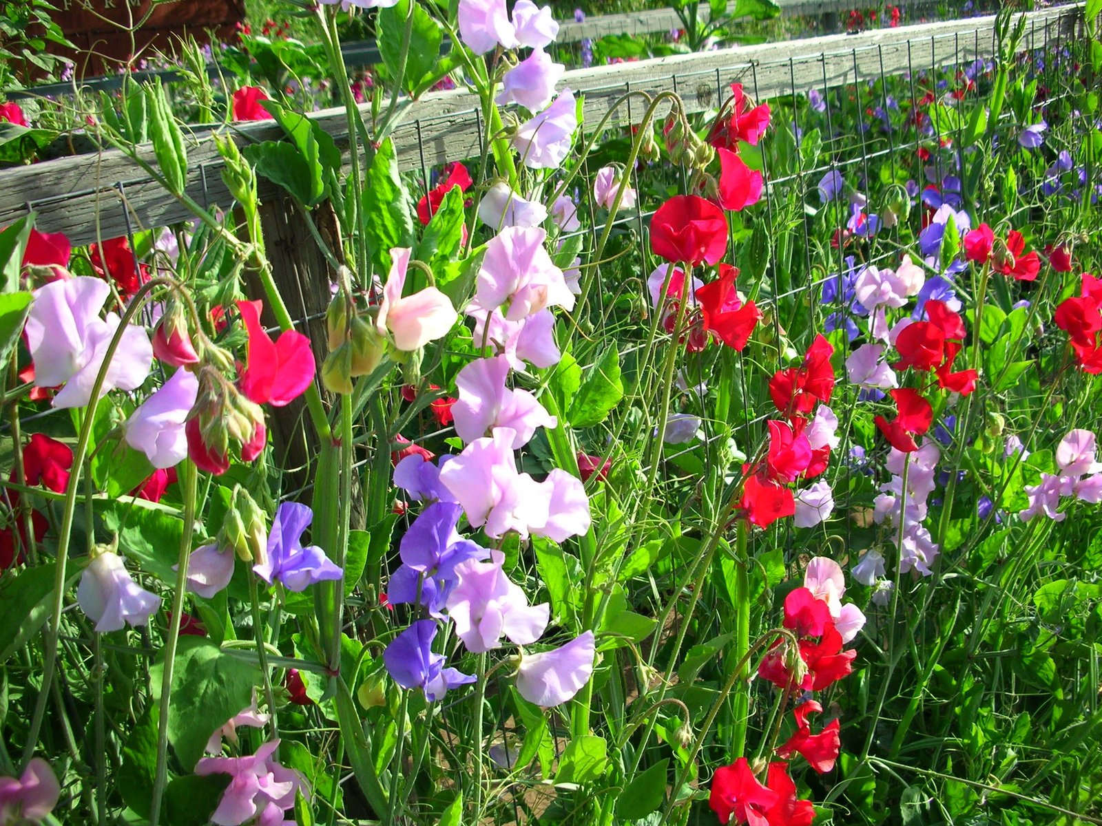 Sweet Peas Mixed Flower Seeds | Winter Season Flower Seeds | Best For Home Garden & Terrace