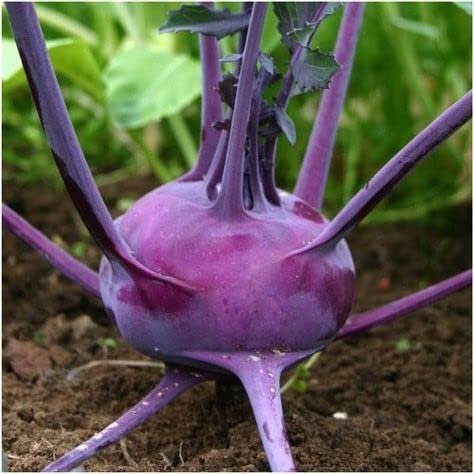 Kohlrabi Seeds – Purple Vienna | Knol Khol / Ganth Gobi | Winter Vegetable Seeds