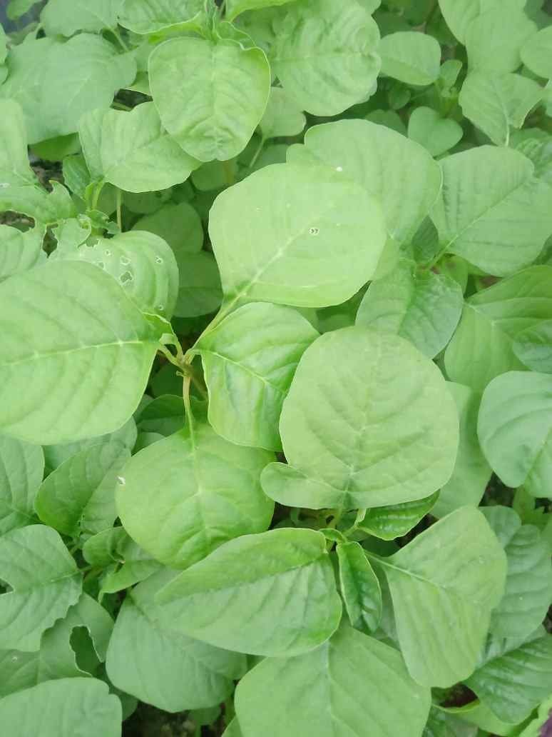 Hari Chaulai / Green Amaranthus Vegetable Seeds for Home Garden & Terrace | Nutritious Leafy Gre