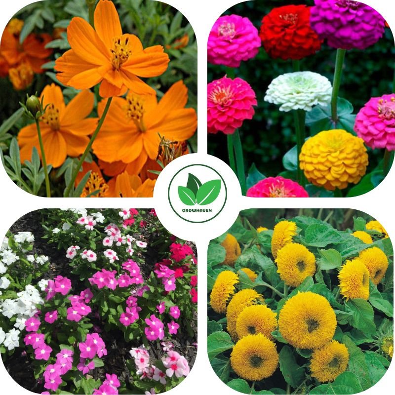 Summer Flower Plant Seeds Combo Pack of 4 | Best for Home Garden & Terrace