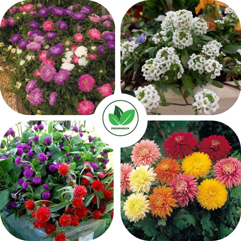 Best Winter Flower Seeds Pack of 4 | Ideal For Home Garden & Terrace Planting
