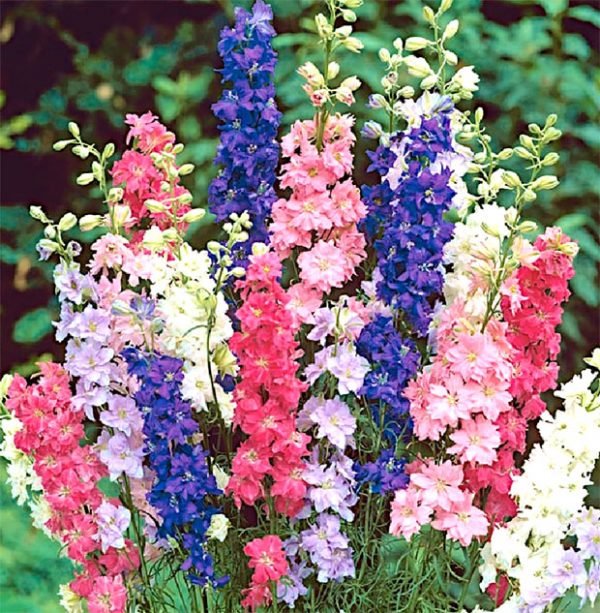 Larkspur Flower Seeds for Home Garden & Terrace | Colorful Winter Blooming Plants | Easy to Grow