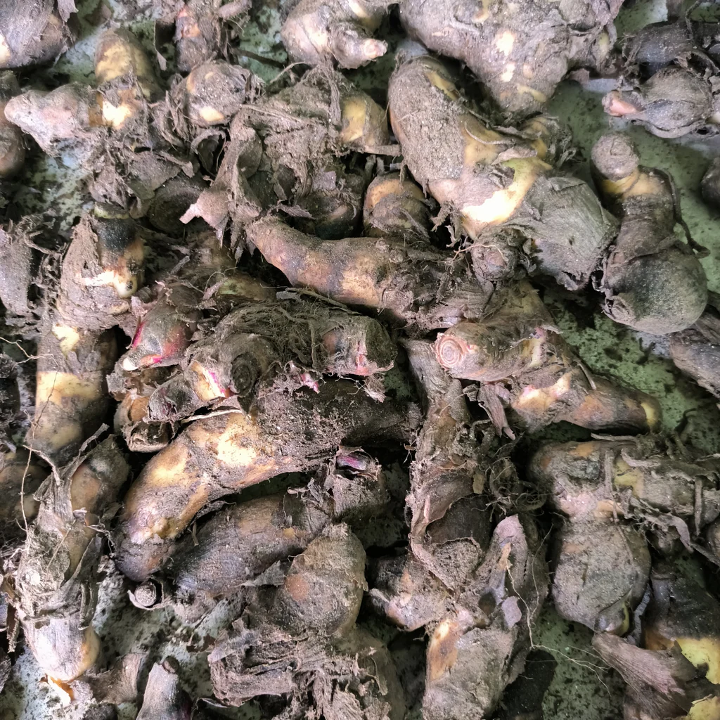 Canna Lily Flower Bulbs | Tropical Vibrant Blooms | Home Garden & Terrace Planting