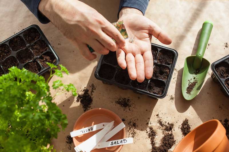 How to Start a Home Garden with Just Seeds